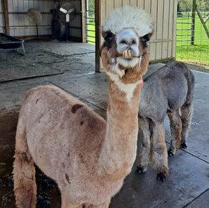 Meet your Posher, Mandy